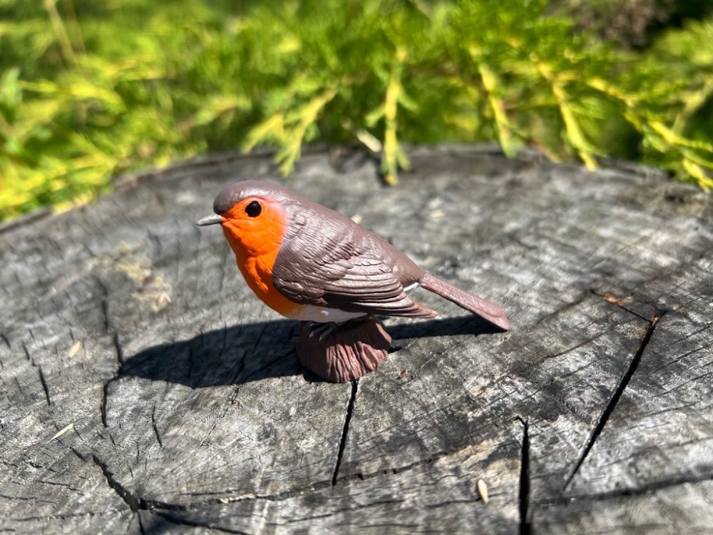 Mojo Červenka obecná (obrázek 9)