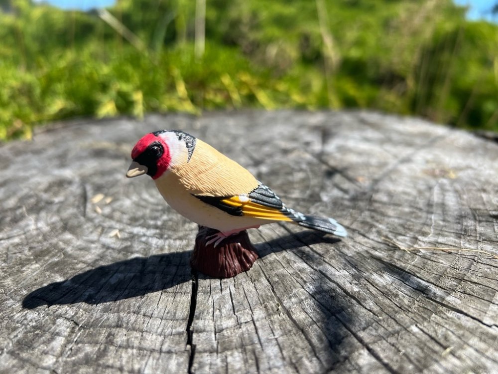 Mojo Stehlík obecný (obrázek 10)