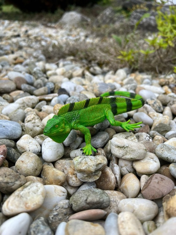 Mojo Leguano - immagine 6