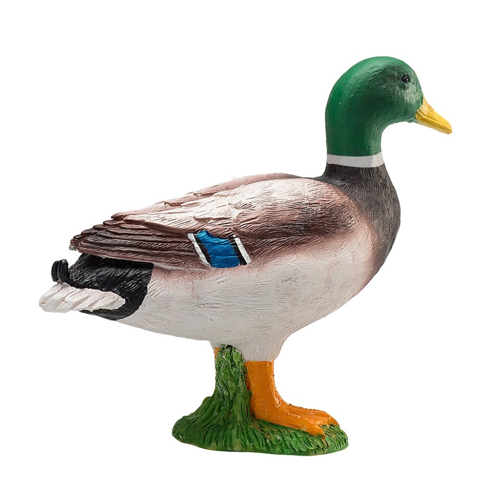 Mojo Canard colvert mâle – Image 5