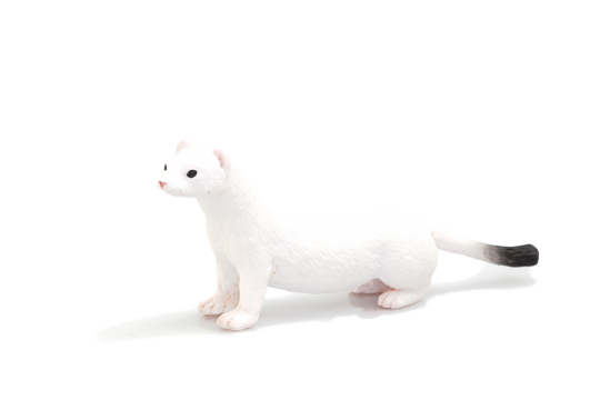 Mojo Łasica gronostaj w zimowej sierści