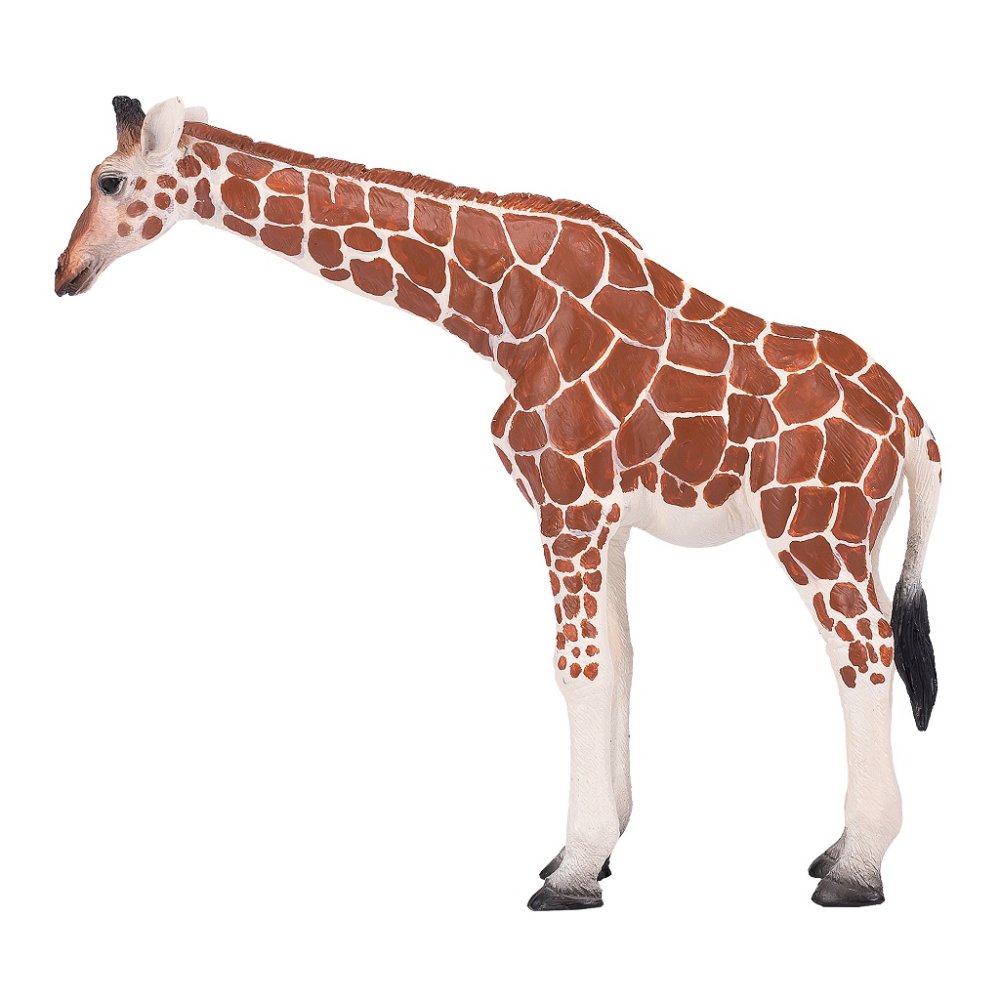 Mojo Giraffa femmina