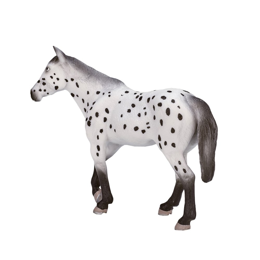 Mojo Appaloosa hřebec (obrázek 6)