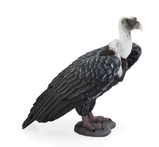 Mojo Sup bielogłowy