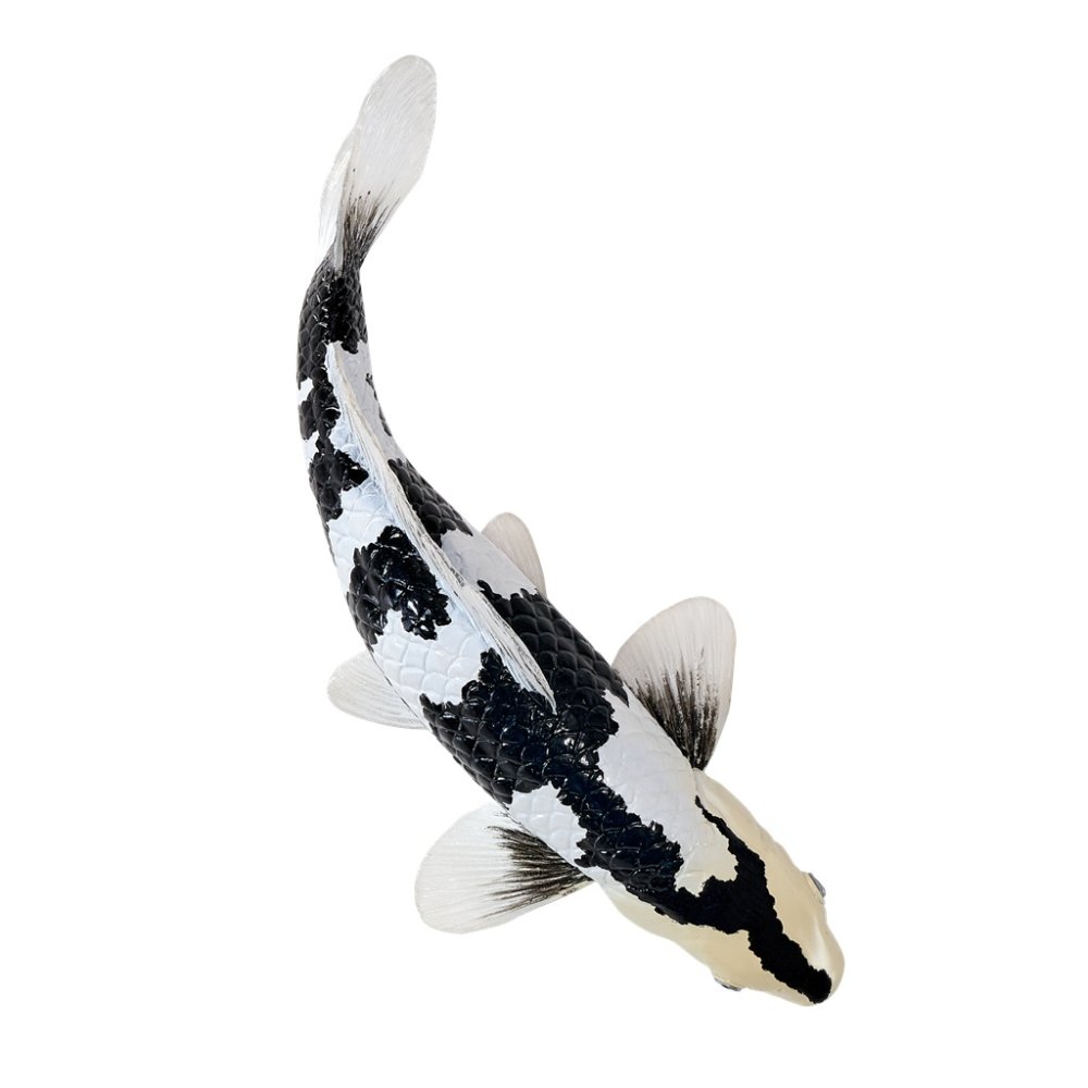 Mojo Karp koi shiro utsuri - obrazek 3