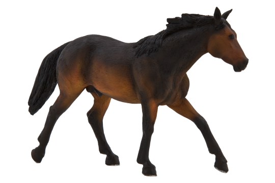 Mojo Quarter horse hnědák