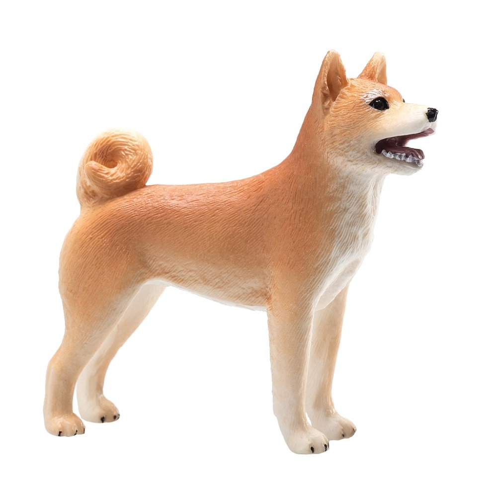 Mojo Pes shiba-inu (zdjęcie 5)