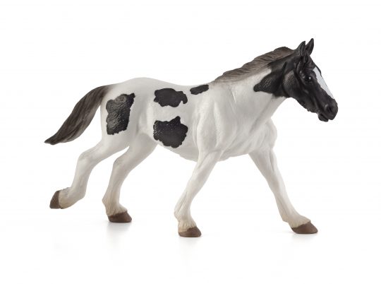 Mojo Irish Tinker poulain