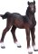 Mojo Hanoverian Foal Bay