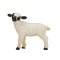 Mojo Hampshire Lamm stehend