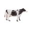 Mojo Holstein Ko