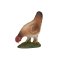 Mojo Poulet en train de se nourrir
