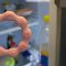 BABYONO Silicone teether Pink ring