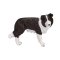 Mojo Border collie