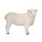 Mojo Pecora Romney Marsh