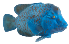 Mojo Têtard verdâtre