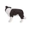 Mojo Border collie
