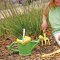 Green Toys Stropitoare verde