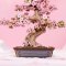 RoboTime 3D lesena sestavljanka Bonsaj sakura