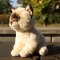 Rappa Plyšová kočka Ragdoll 23 cm SOFT COLLECTION, ECO-FRIENDLY