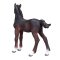 Mojo Hanoverian Foal Bay