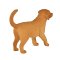 Mojo Szczeniak golden retriever