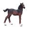 Mojo Hanoverian Foal Bay