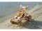 Ugears 3D Drewniane Puzzle Mechaniczne Mini Buggy