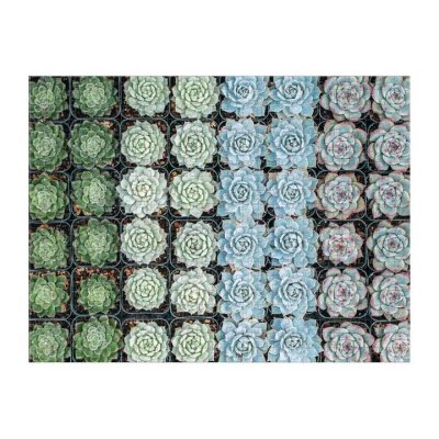 Galison Doppelseitiges Puzzle Sukkulenten 500 Teile