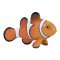 Mojo Ocellaris Clownfish