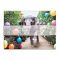 Galison Doppelseitiges Puzzle Im Park Gray Malin 500 Teile