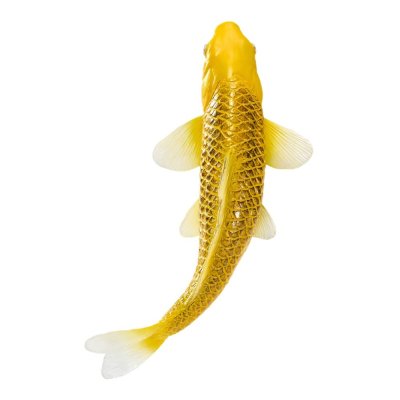 Mojo Carpa koi kin matsuba