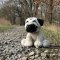 Rappa Plyschhund mops 30 cm ECO-FRIENDLY
