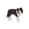 Mojo Border collie