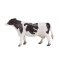 Mojo Holstein Ko