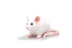 Mojo Maus