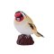 Mojo Goldfinch