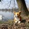 Rappa Câine de pluș corgi 32 cm ECO-FRIENDLY