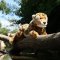 Rappa Leopardo di peluche 48 cm ECO-FRIENDLY