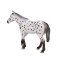 Mojo Appaloosa armăsar