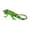 Mojo Iguana