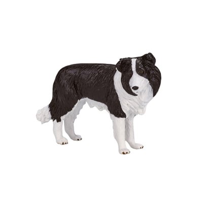 Mojo Border collie