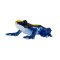 Mojo Dendrobates tinctorius