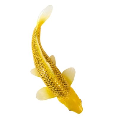 Mojo Carpa koi kin matsuba