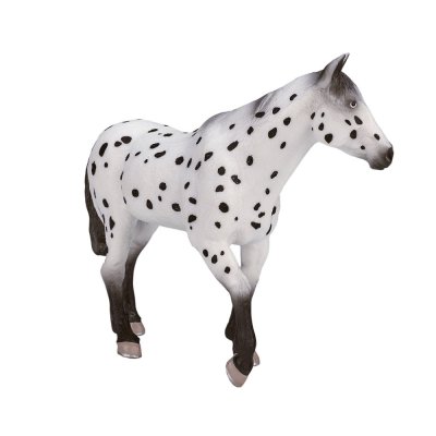 Mojo Appaloosa armăsar