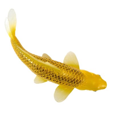 Mojo Carpa koi kin matsuba