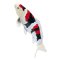 Mojo Carpa koi showa sanshoku