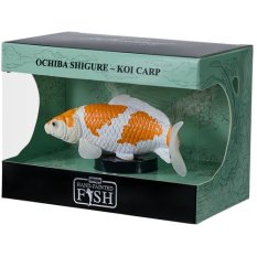 Mojo Koi-Karpfen Ochiba Shigure in der Box