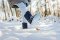Be Lenka Kinderwinterschoenen op blote voeten Snowfox Kids 2.0 - Donker- en lichtblauw