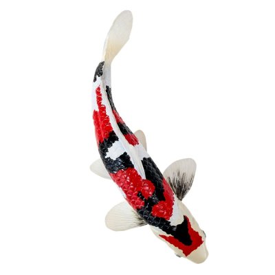 Mojo Carpa koi showa sanshoku